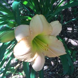 Meet your Posher, Hazelblondie